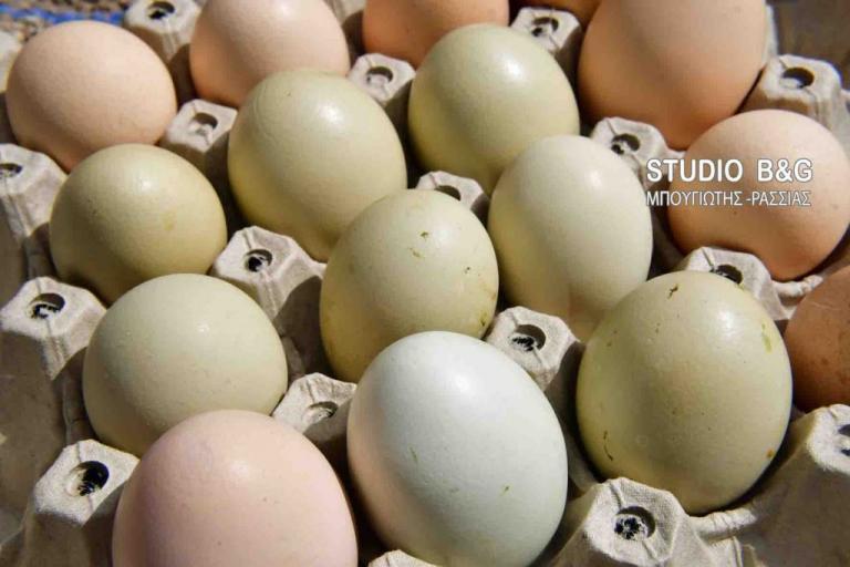 Οι κότες που γεννούν πράσινα αυγά στο Ναύπλιο [pics, vid]
