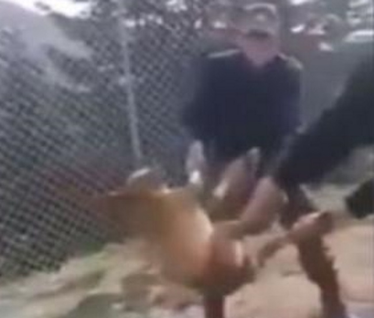 Θύελλα για το βίντεο της φρίκης – Επέζησε το σκυλάκι που πέταξαν στρατιώτες σε γκρεμό – Τα νέα στοιχεία!