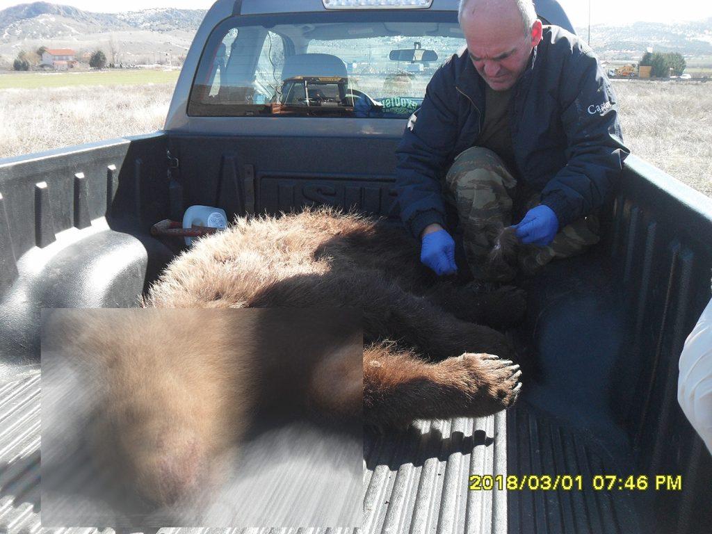 Αναγκαία η τοποθέτηση φράχτη σε σημείο της Εγνατίας Οδού που έχουν σκοτωθεί 4 αρκούδες