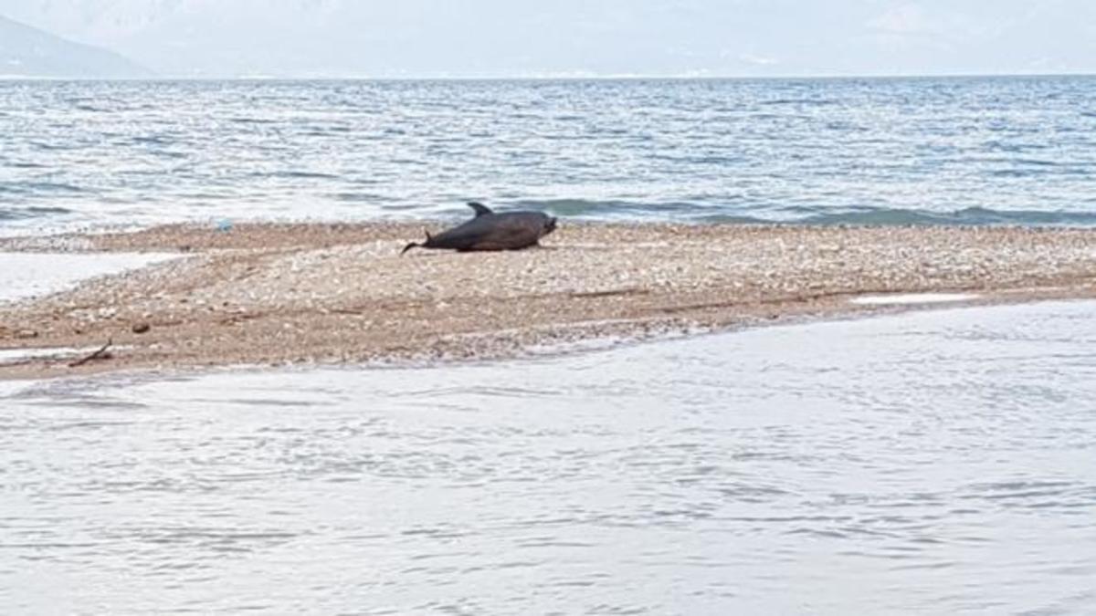 Αχαϊα: Νεκρό δελφίνι στις όχθες του ποταμού – Η εικόνα που τράβηξε κάτοικος της περιοχής [pics]