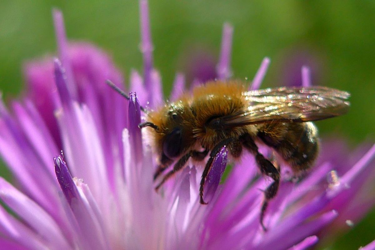 Άργος: Έπεσε νεκρός από τσίμπημα μέλισσας – Είχε κάνει ένεση που δεν αποδείχθηκε σωτήρια!