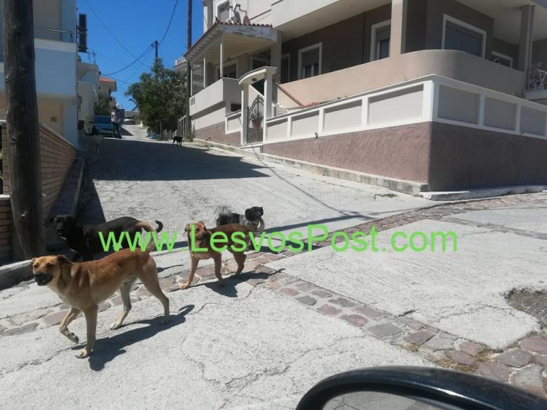 Λέσβος: Εφιάλτης για γυναίκα από επίθεση αδέσποτου σκύλου – Οι εικόνες που προβληματίζουν [pics]