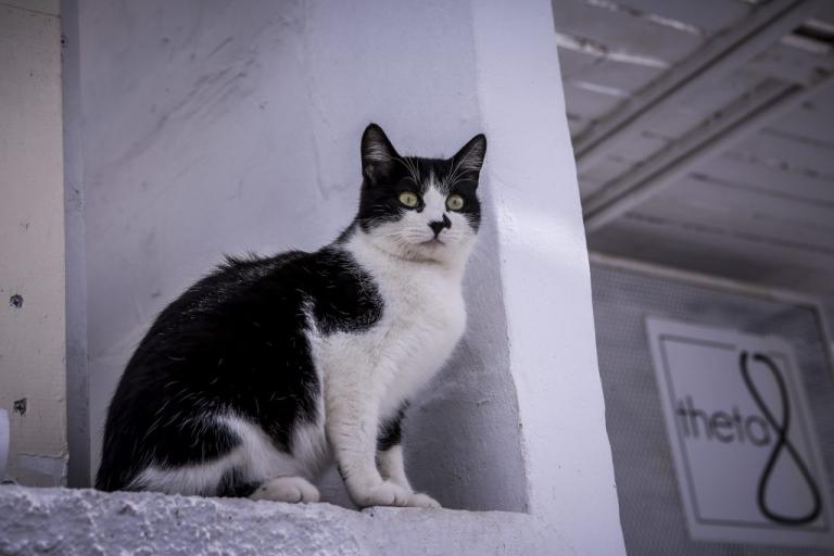 Χίος: Σκότωσε με πέτρες μια γάτα που έψαχνε φαγητό για τα μωρά της – Οργή για τον δράστη!