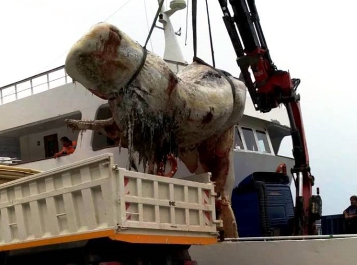 Σαντορίνη: Άνοιξαν το στομάχι της τεράστιας φάλαινας και προσπαθούσαν να πιστέψουν στα μάτια τους [pics, vid]