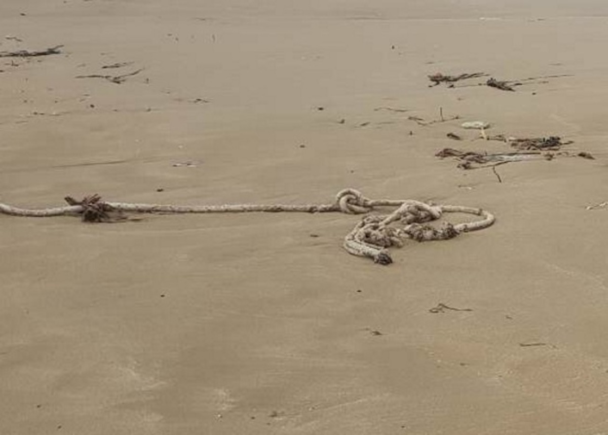 Κρήτη: Μετά τα πρώτα τους βήματα στην παραλία έπεσαν πάνω σε αυτές τις εικόνες – Οι φωτογραφίες στην αμμουδιά [pics]
