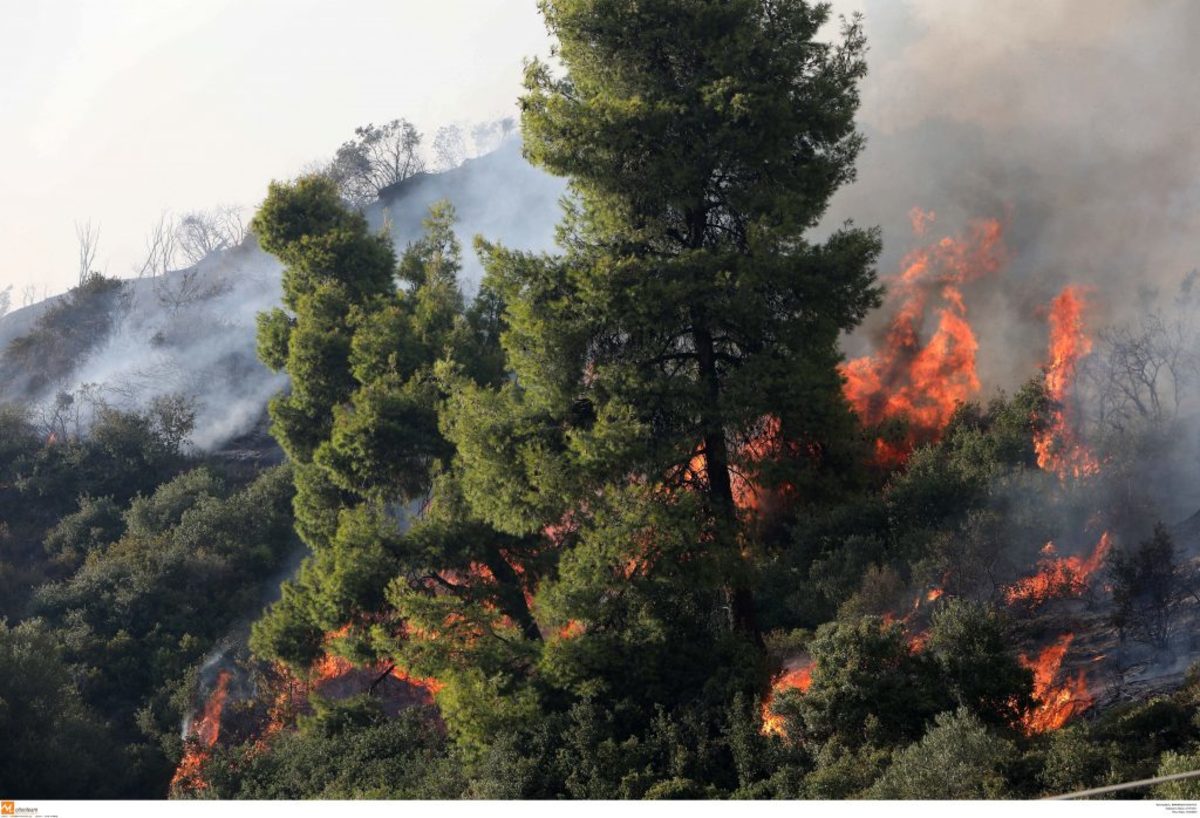 Ηλεία: Μεγάλη φωτιά στη Φρίξα – Ισχυροί άνεμοι στην περιοχή