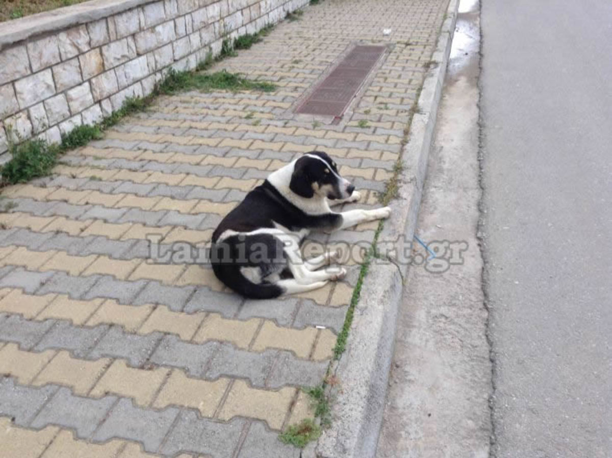 Λαμία: Αποκρουστικές εικόνες με νεκρά σκυλιά – Οργή για τον δράστη – Πως σώθηκε το 4ο της παρέας [pic, vid]