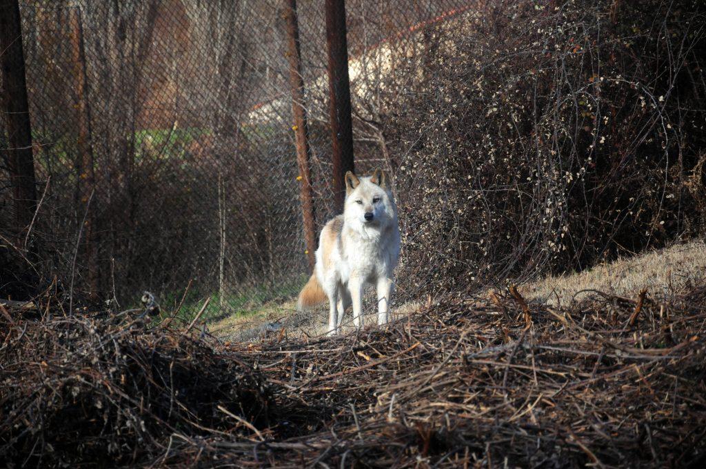 Αγέλη λύκων επιτέθηκε σε πρόσφυγες στα Ιωάννινα