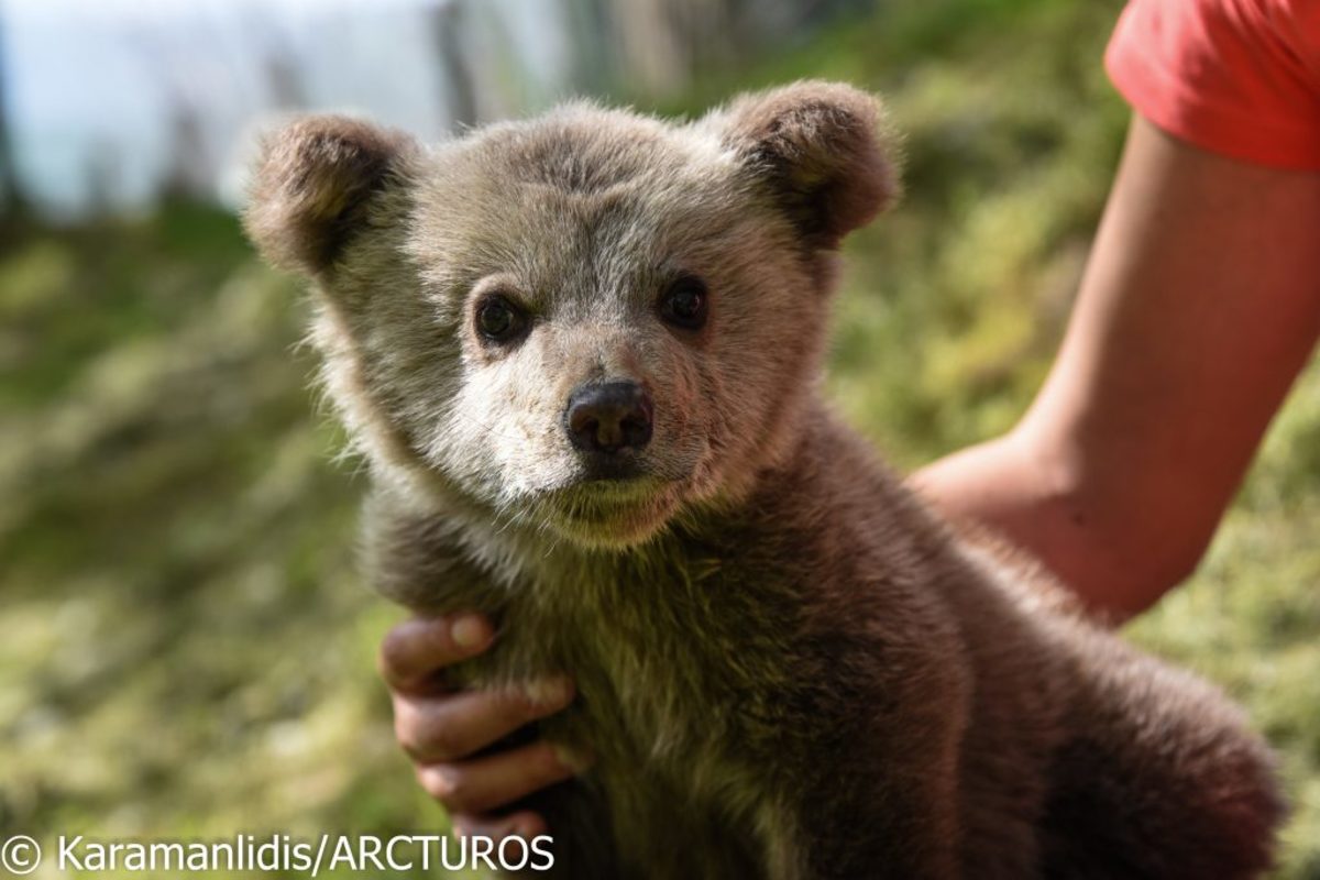 Φλώρινα: Γνωρίστε το ορφανό αρκουδάκι που έχει κερδίσει τους πάντες – Βρέθηκε σε αυτοκινητόδρομο [pics]