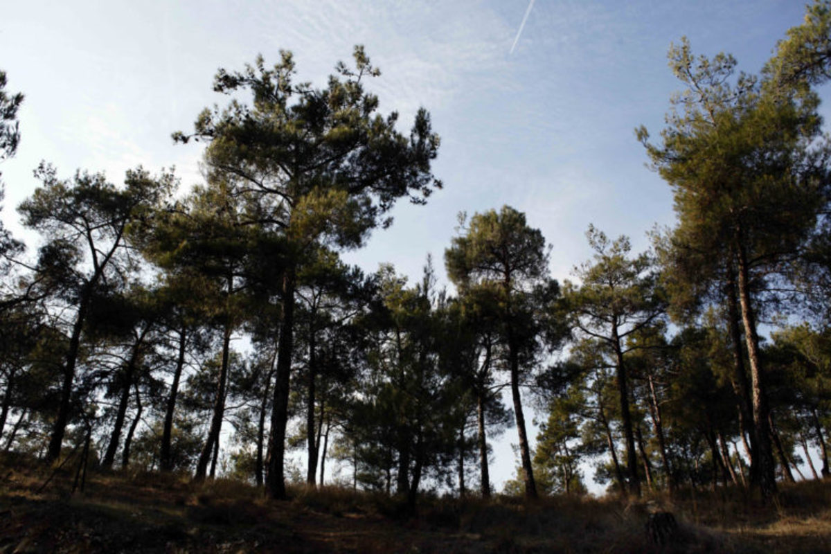 Έρχεται Πρόγραμμα Κοινωφελούς Εργασίας για την αντιπυρική προστασία των δασών