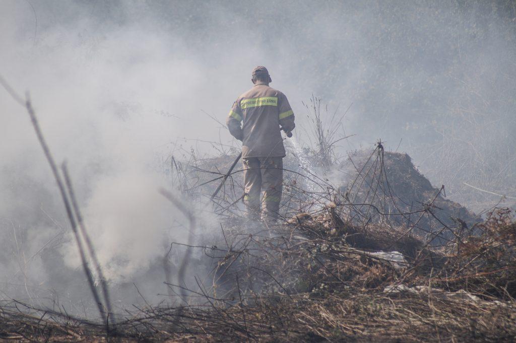 Σοβαρές οι ζημιές που προκάλεσαν σε ελαιόδεντρα οι πυρκαγιές στην Ηλεία