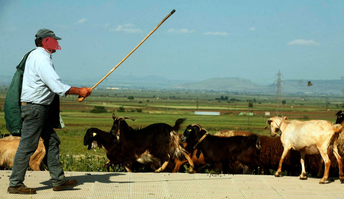 Φθιώτιδα: Πήγαν για αρνί και έφυγαν δαρμένοι!