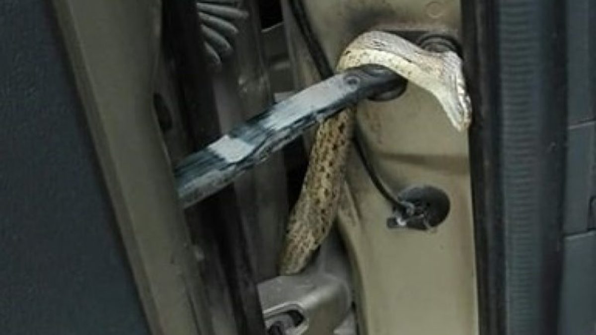 Κρήτη: Φίδι τρύπωσε σε αυτοκίνητο με μητέρα και μωρό! [pic]