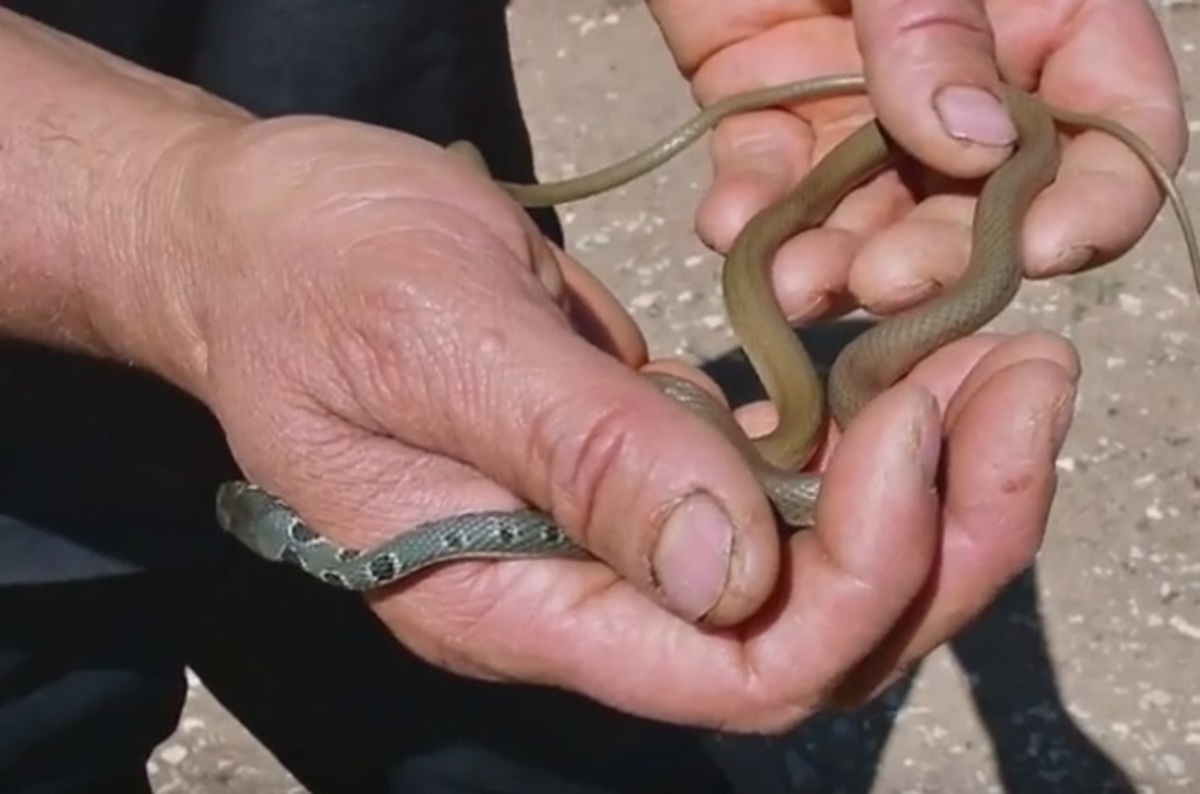 Ναύπλιο: Αυτό είναι το πιο γρήγορο φίδι στην Ελλάδα – Η στιγμή που το πιάνει στα χέρια του [vid]