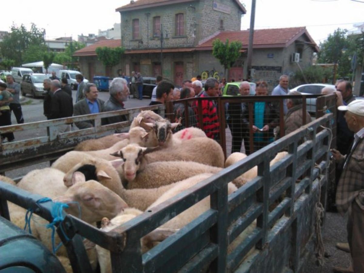 Ματαίωση της ζωοπανήγυρης στο Αγρίνιο λόγω βασανισμού των ζώων