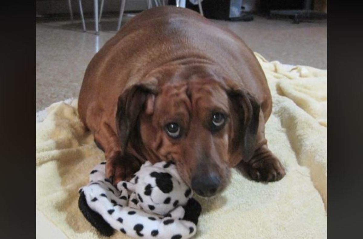 Η απίστευτη προσπάθεια ενός παχύσαρκου σκύλου να αδυνατίσει