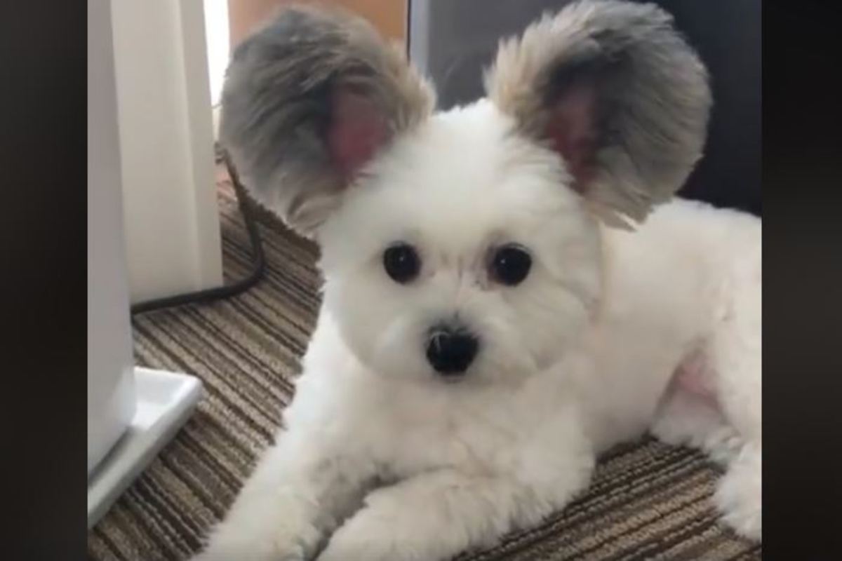 Σκύλος ή κοάλα; Το viral βίντεο της ημέρας