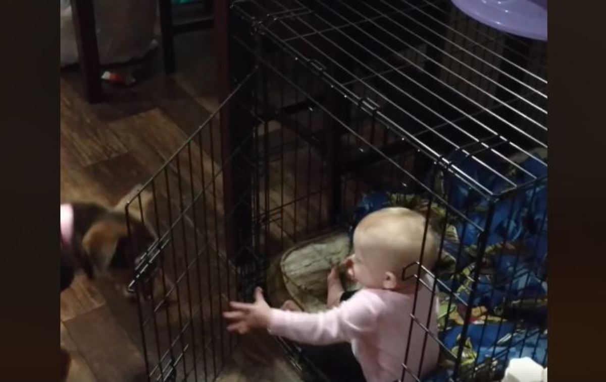 Μωρό “απέδρασε” από το δωμάτιο του για να κλειστεί στο κλουβί του σκύλου