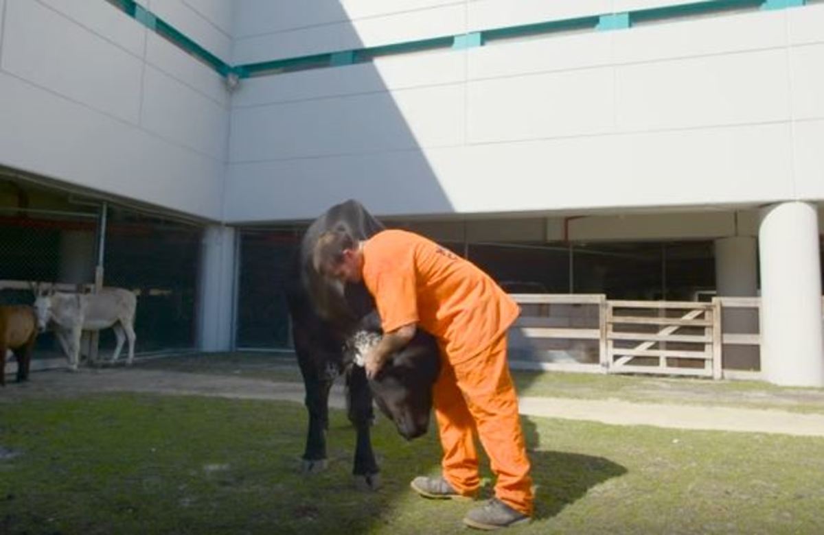 Κρατούμενοι φροντίζουν έναν ολόκληρο ζωολογικό κήπο
