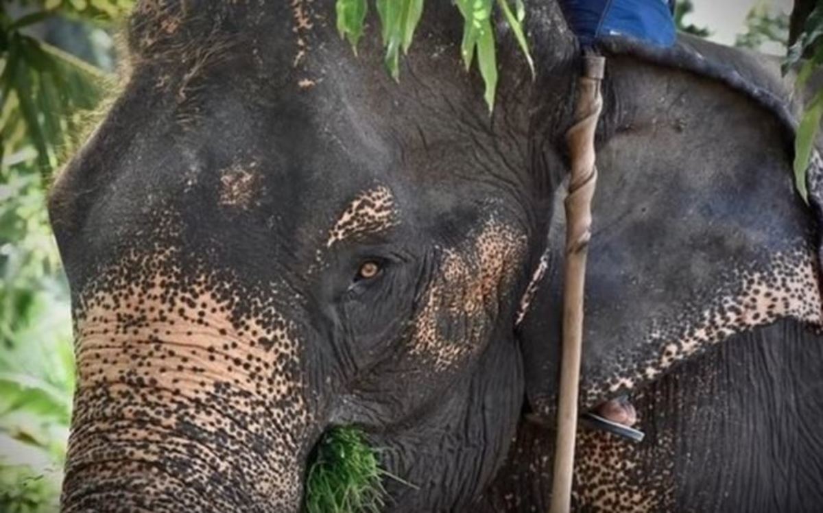 Ελέφαντας δεμένος με αλυσίδες επί 40 χρόνια επιτέλους κλαίει από χαρά