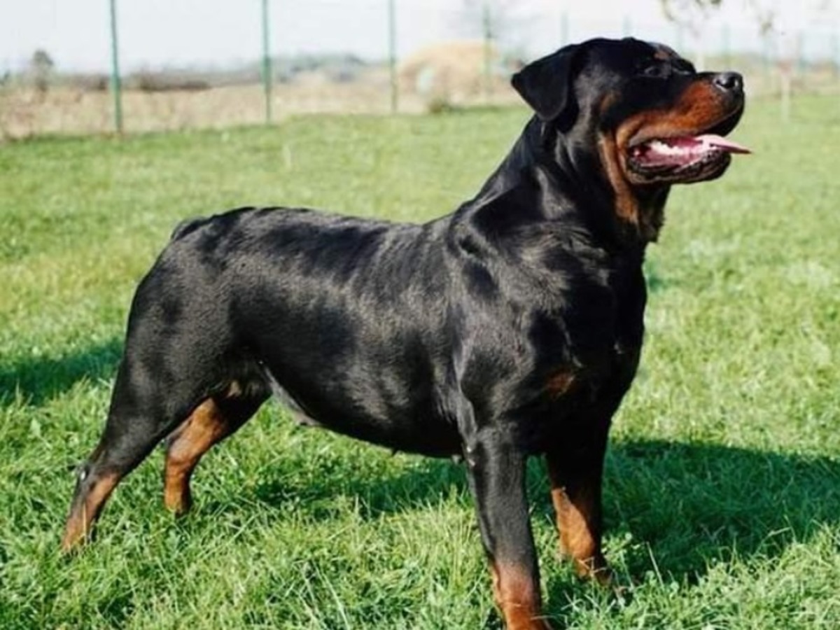 Η βόλτα κατέληξε…. σε εφιάλτη – Άγρια επίθεση ροτβάιλερ σε μάνα και κόρη!