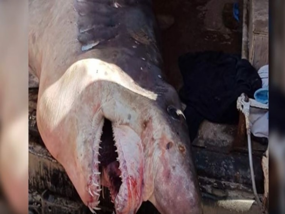 Ψάρεψαν ΑΥΤΟΝ τον καρχαρία – Δεν χωρούσε στο φορτηγάκι! [vid]