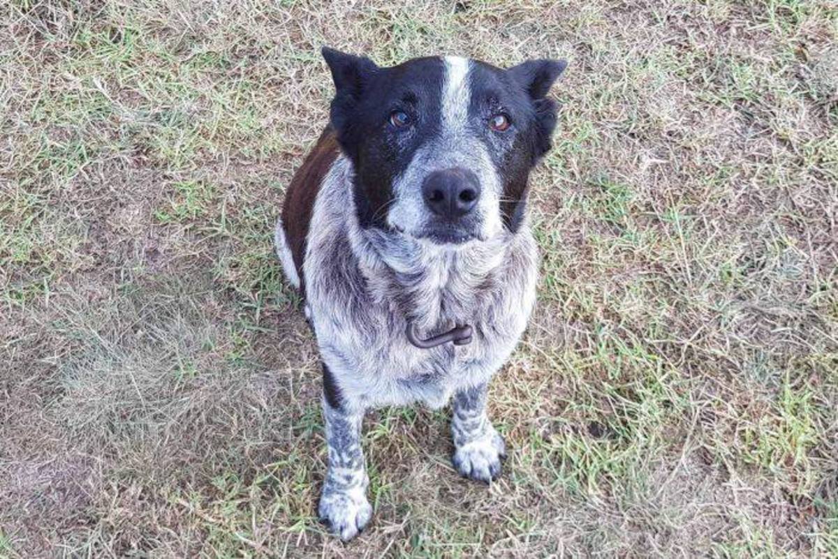 Απίστευτο: Κωφός και σχεδόν τυφλός σκύλος προστάτευσε 3χρονη που είχε χαθεί