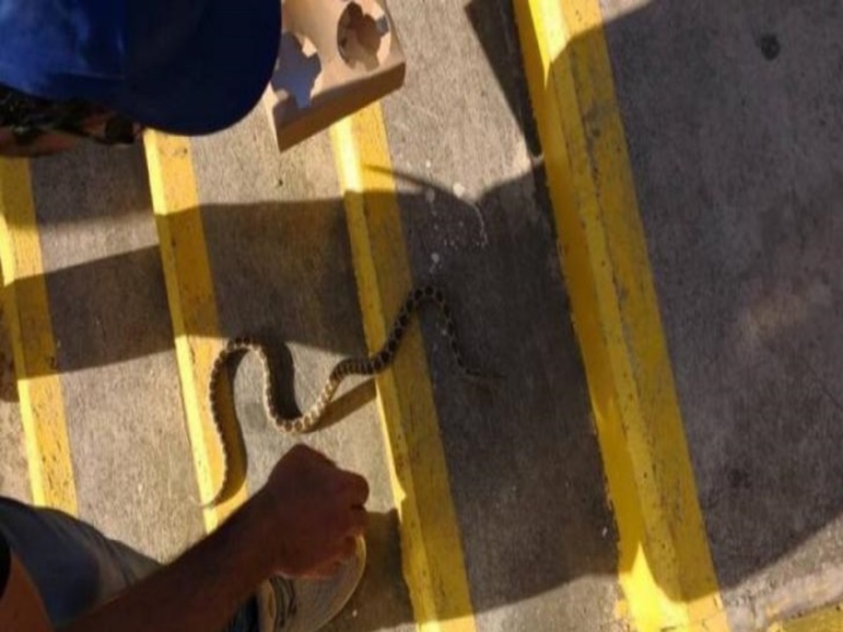 Συναγερμός στην κερκίδα! Εμφανίστηκε φίδι! [pics]