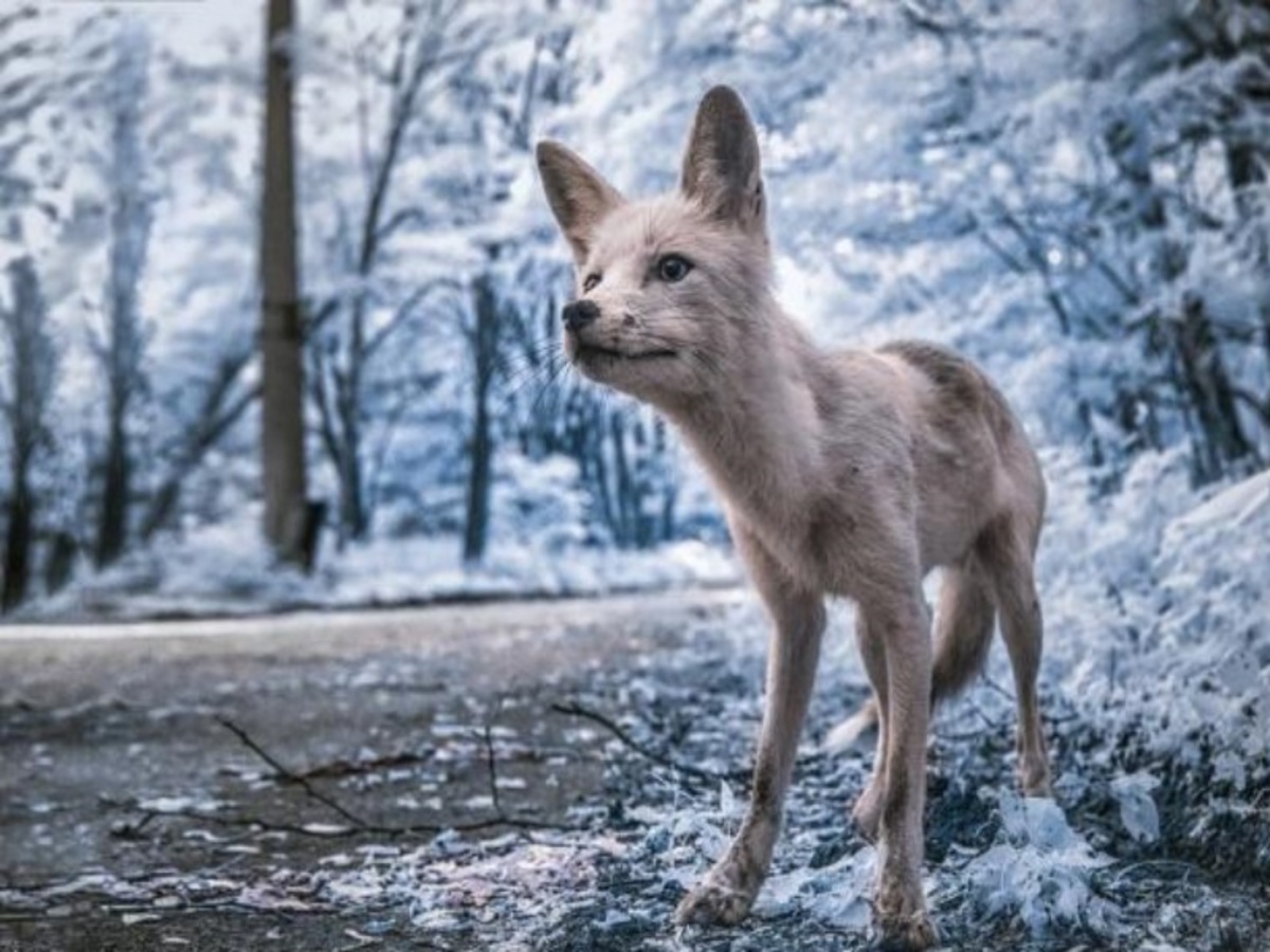 Τσερνόμπιλ: Απόκοσμες, μοναδικές φωτογραφίες 32 χρόνια μετά την καταστροφή