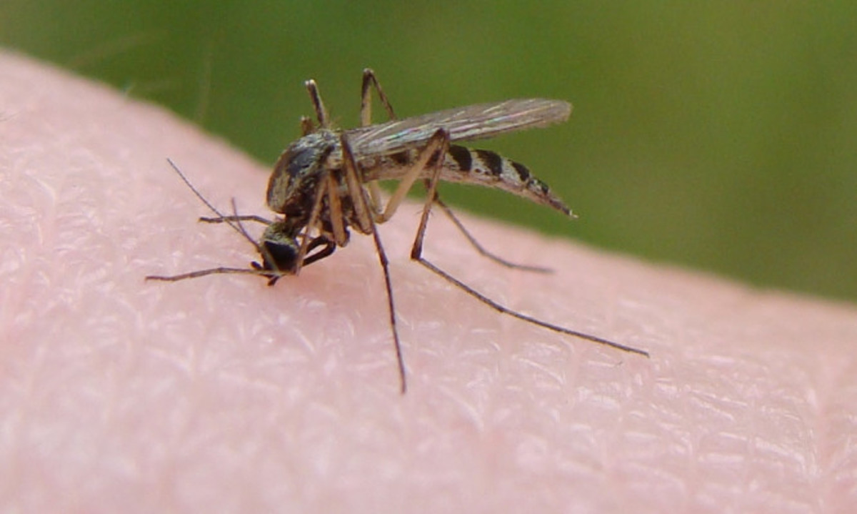 Γιατί τα κουνούπια “έλκονται” περισσότερο από κάποιους ανθρώπους