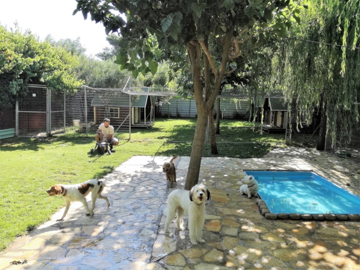 «I LOVE DOGS», ένα πεντάστερο πρότυπο ξενοδοχείο σκύλων στα βόρεια προάστια
