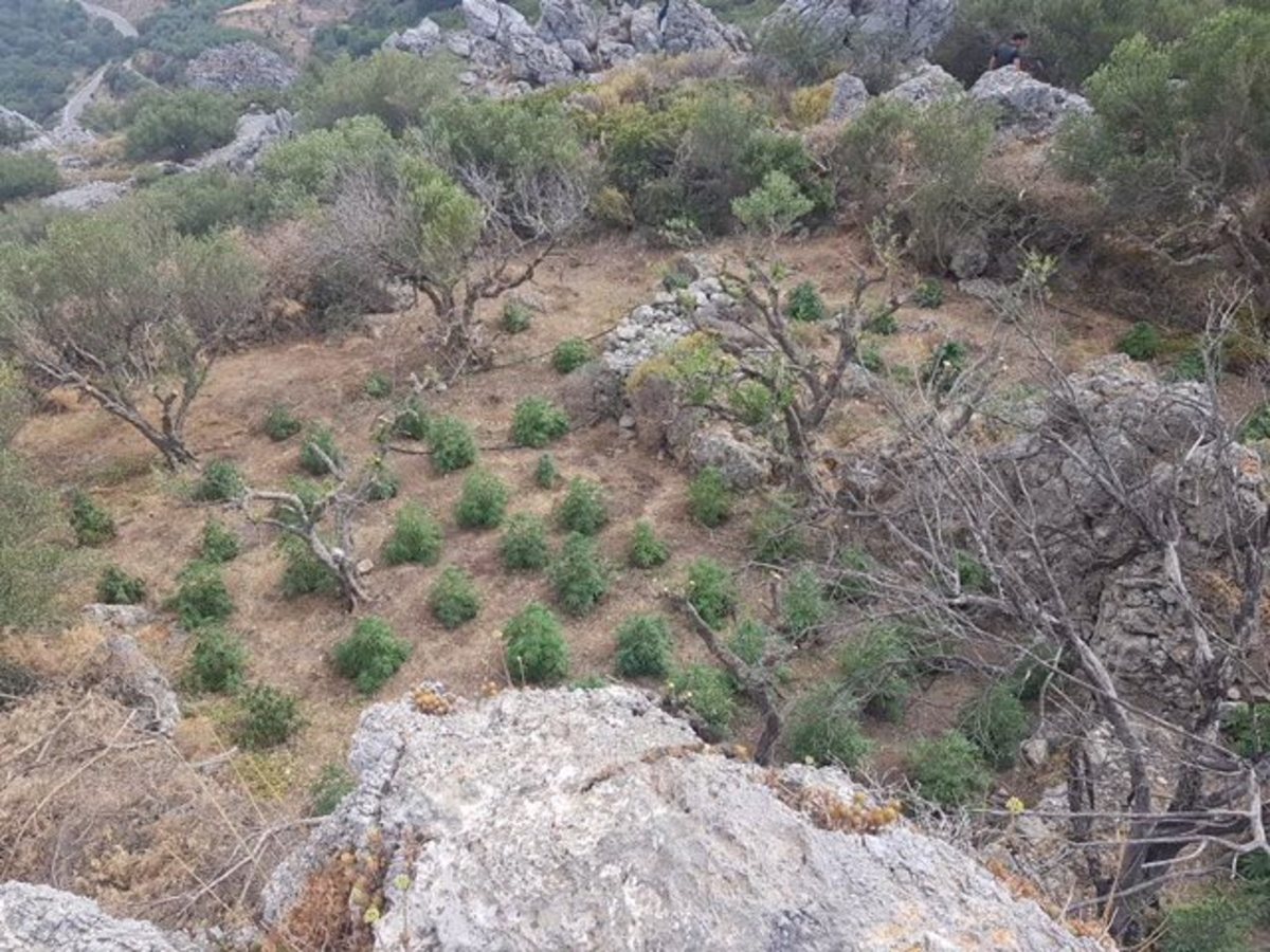 Λασίθι: Εντοπίστηκαν 79 χασισόδεντρα [pics]