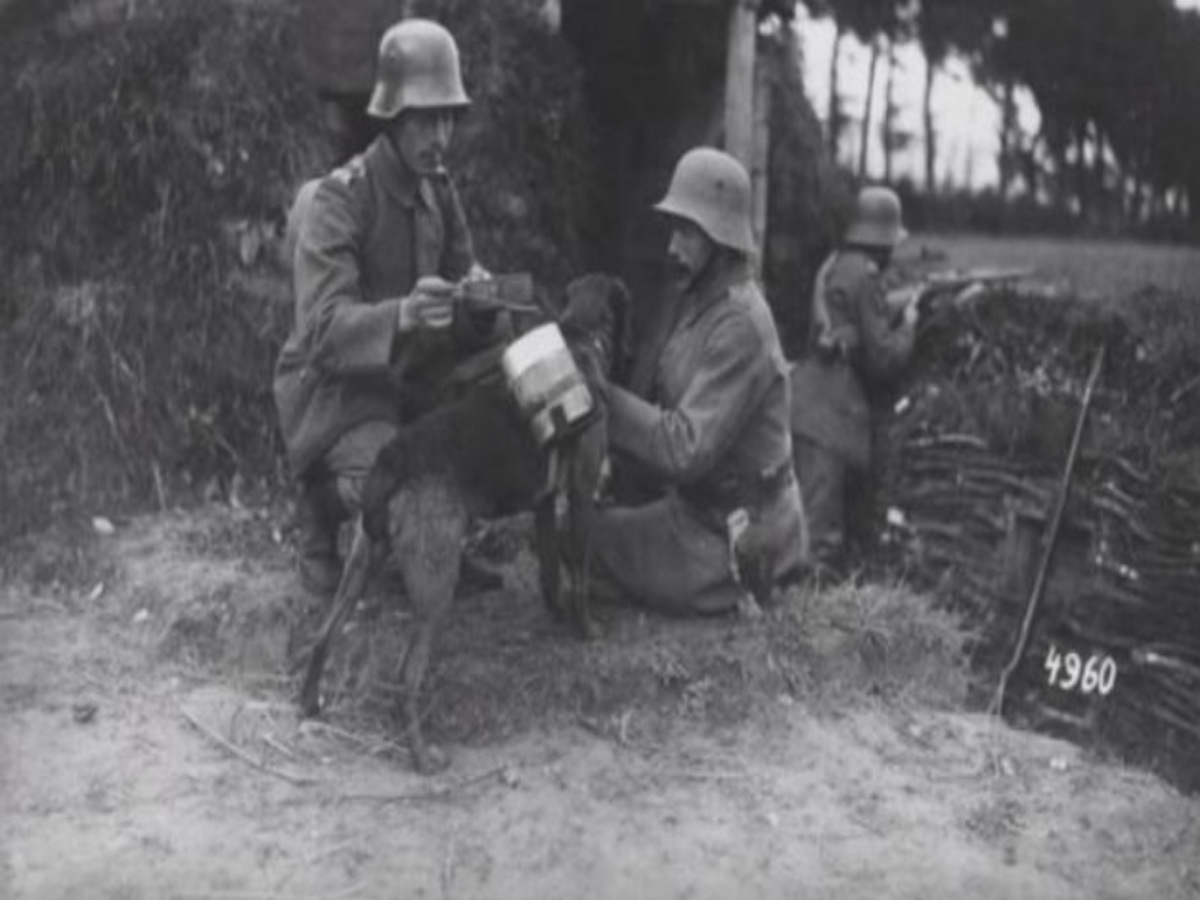 Όταν οι στρατιωτικοί σκύλοι των Γερμανών υπηρετούσαν στο Δυτικό Μέτωπο [vid]