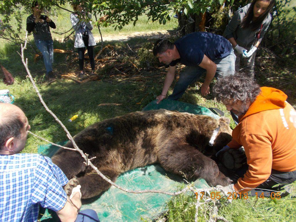 Υπό παρακολούθηση τέθηκαν τέσσερις αρκούδες