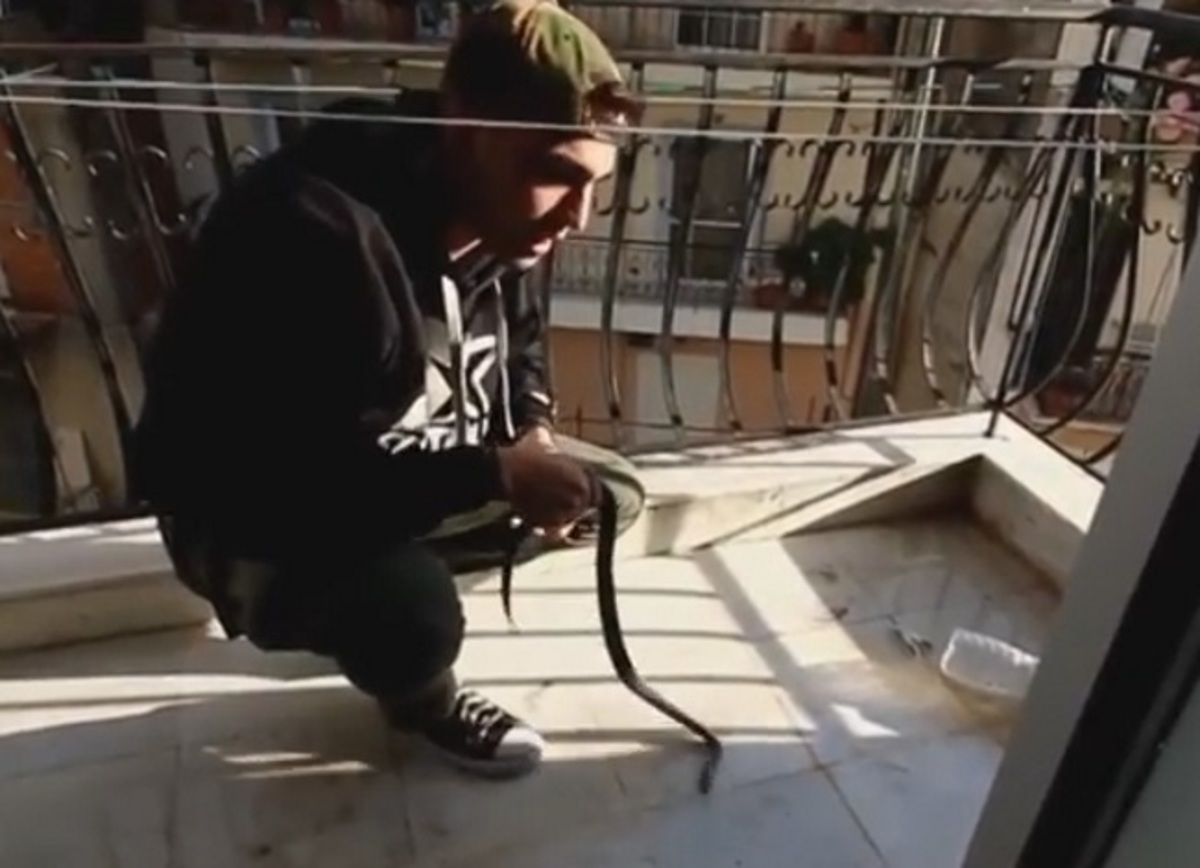 Αγρίνιο: Το φίδι περίμενε στο μπαλκόνι του τρίτου ορόφου – Βγήκαν έξω και έπεσαν πάνω του [pic, vids]