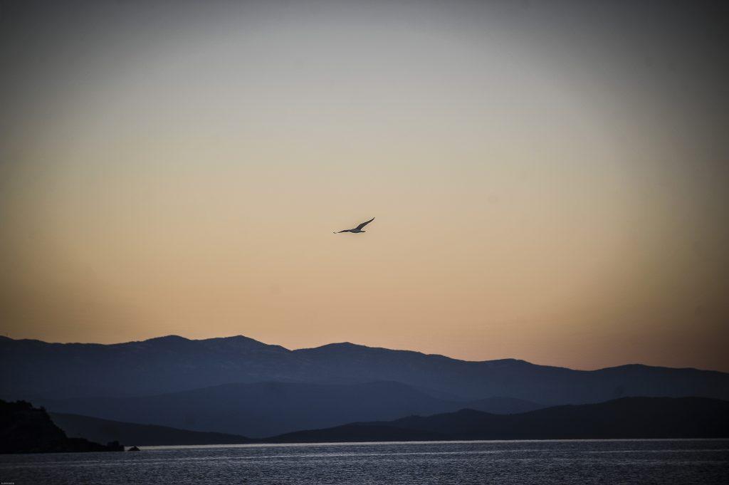 μαυροσκούφικο γλαρόνι