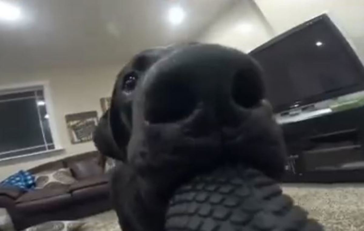 Σκύλος… έκλεψε GoPro και άρχισε να τρέχει!