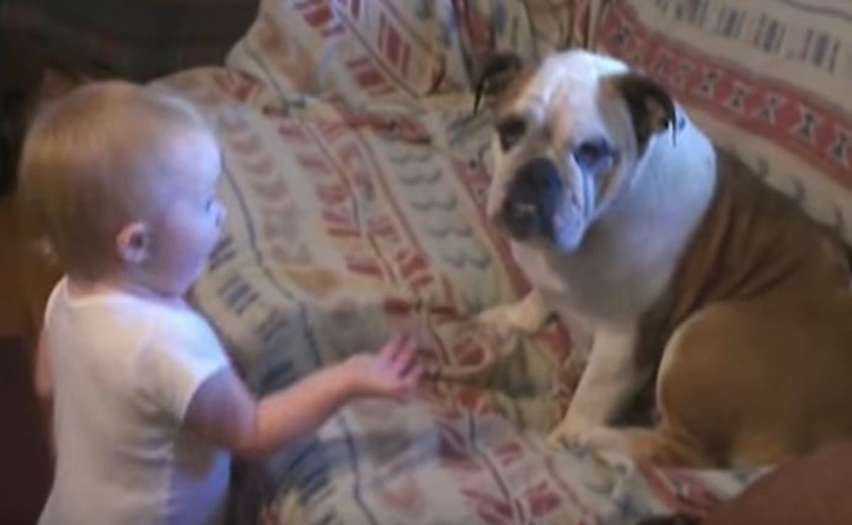 Μωρό μαλώνει με σκύλο και εκείνος δεν ξέρει τι του γίνεται