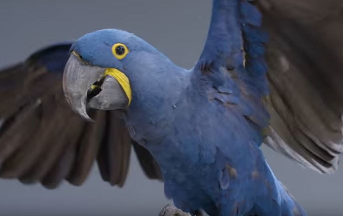 Γνωρίστε τον μεγαλύτερο και πιο μπλε παπαγάλο όλου του κόσμου