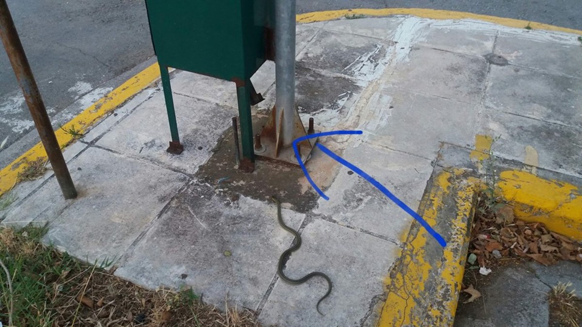 Καλαμάτα: Το φίδι πέρασε από μπροστά τους και εξαφανίστηκε – Αναστάτωση στην κεντρική αγορά [pics]