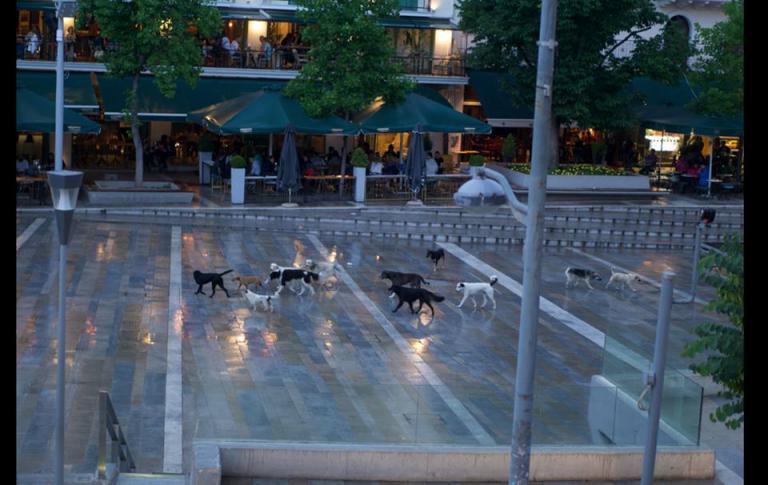 Κοζάνη: Το απόγευμα που τα αδέσποτα σκυλιά έγιναν “αφεντικά” της πλατείας – Οι επίμαχες εικόνες [pics]