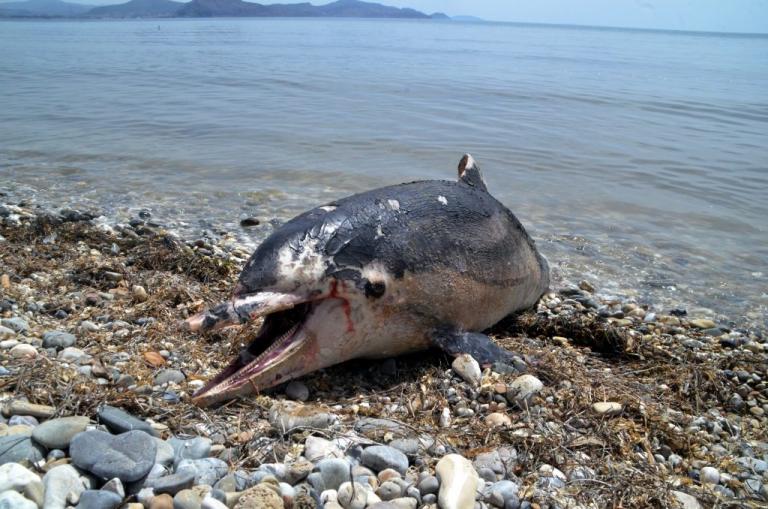 Πρέβεζα: Η θάλασσα ξέβρασε νεκρό δελφίνι – Τι διαπίστωσαν οι επιστήμονες από τις μετρήσεις…