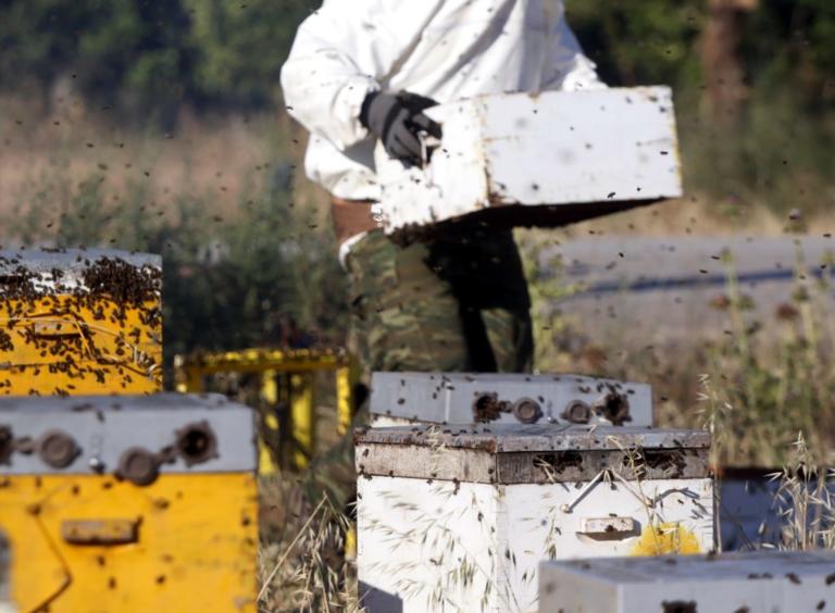 Σάμος: 70χρονος κατηγορείται για 40 κλοπές μελισσιών!