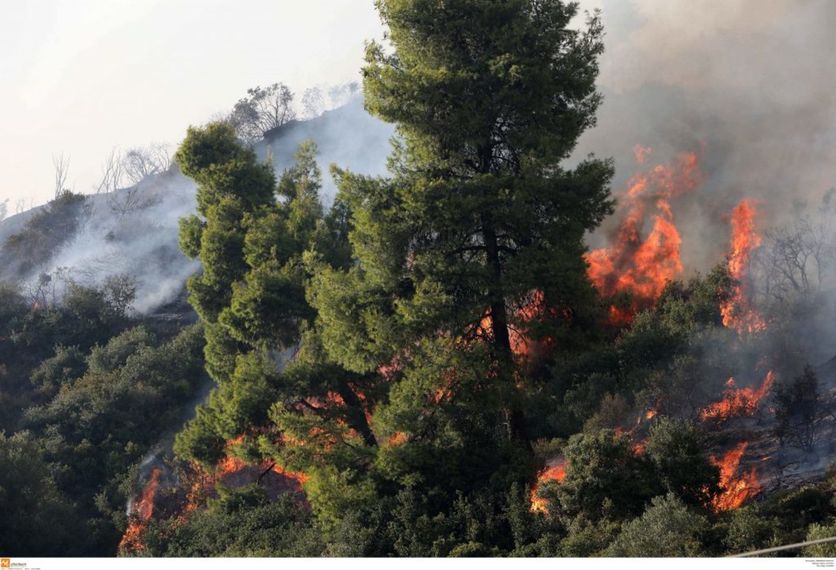 Αλεξανδρούπολη: Σε εξέλιξη δασική φωτιά στην περιοχή της Αμφιθέας – Επί τόπου πυροσβέστες!