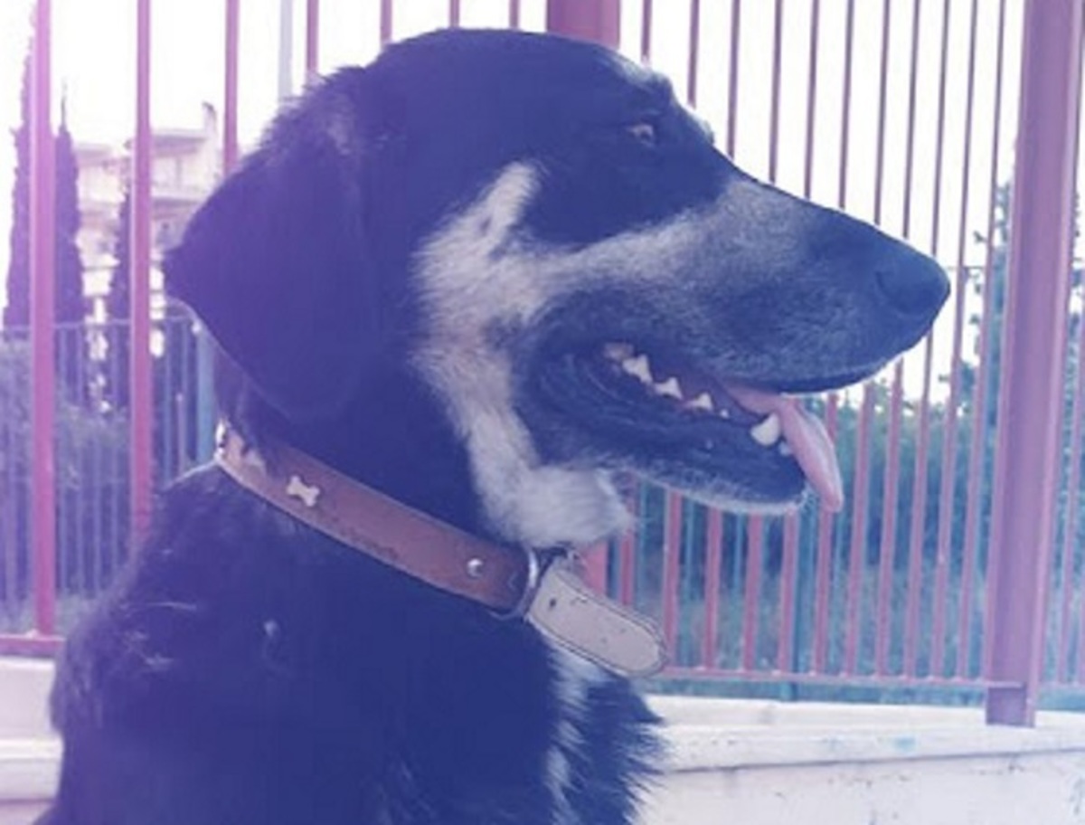 Χαλκίδα: Η ανάρτηση της δασκάλας στο διαδίκτυο για τον σκύλο που έγινε σήμα κατατεθέν του σχολείου της [pics]
