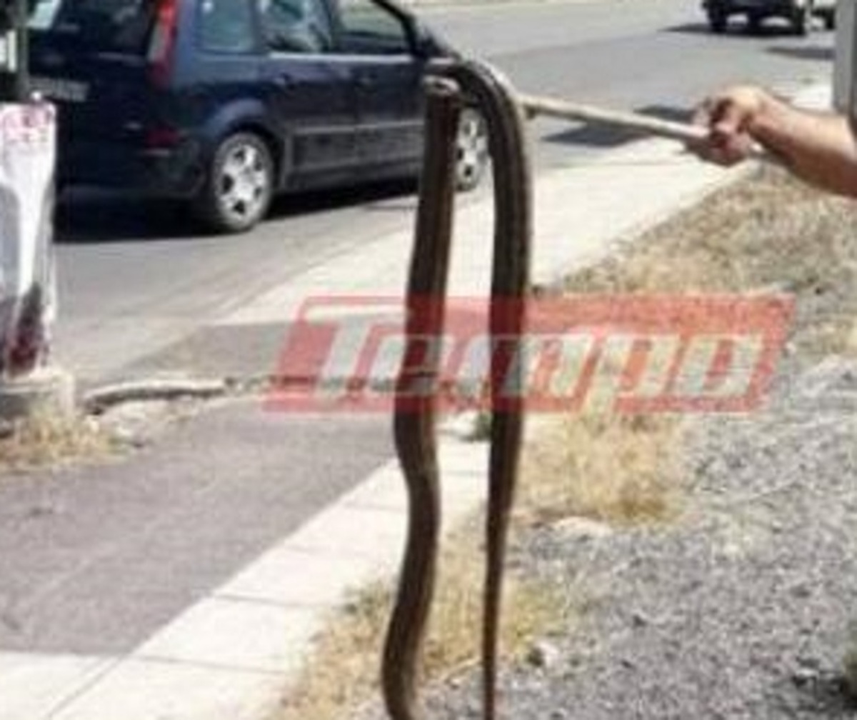 Πάτρα: Αυτό είναι το φίδι των 2,5 μέτρων που προσπαθούσε να περάσει τον δρόμο [pics]