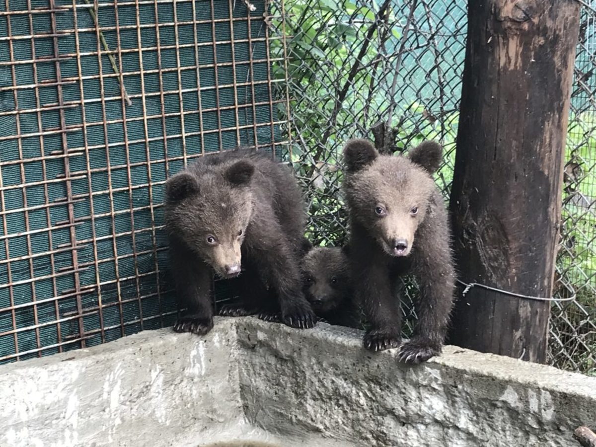 Πέντε ορφανά αρκουδάκια βρίσκονται πλέον στο καταφύγιο του “Αρκτούρου”