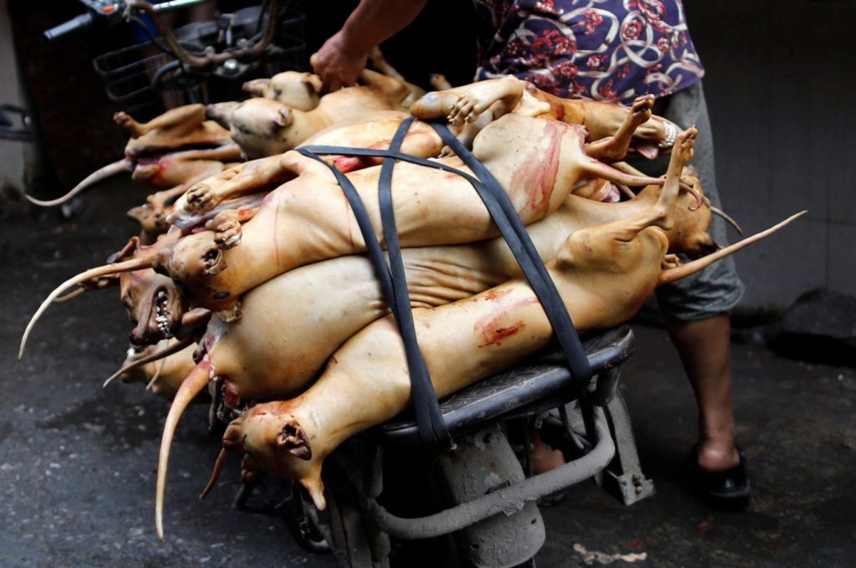 Νότια Κορέα: Ιστορική απόφαση! Παράνομη η σφαγή σκύλων για το κρέας τους