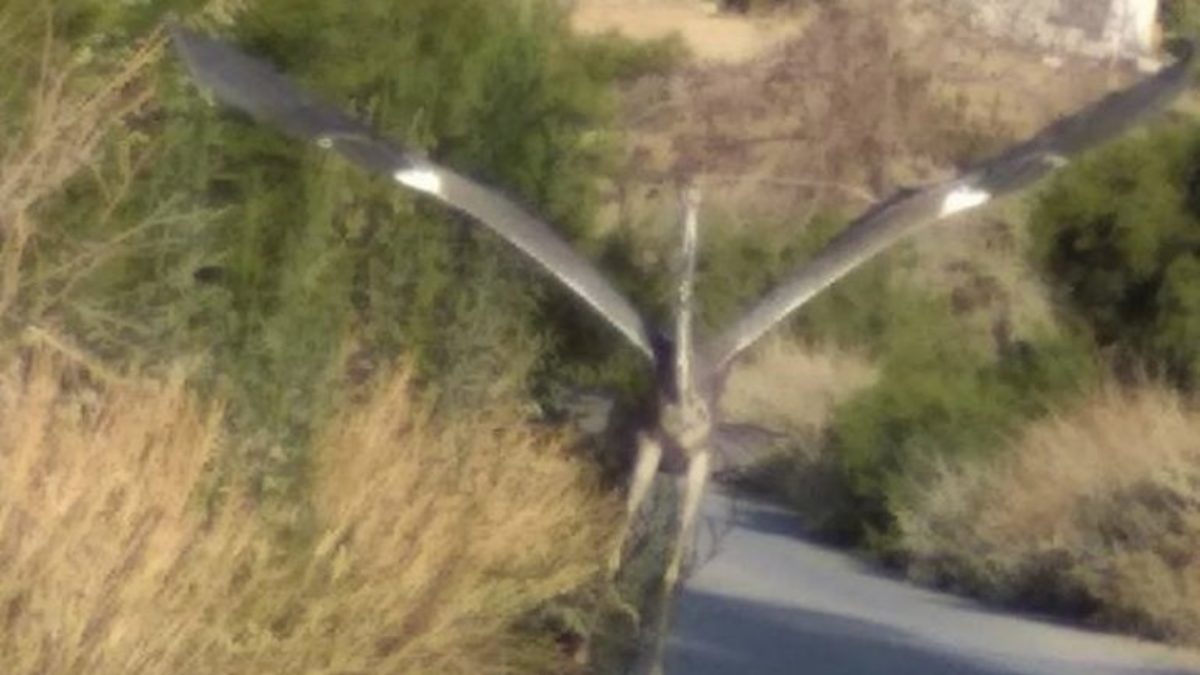 Κρήτη: Αυτό είναι το περίεργο πλάσμα που αναστατώνει την Ιεράπετρα – Η αλήθεια για το πουλί [pics]