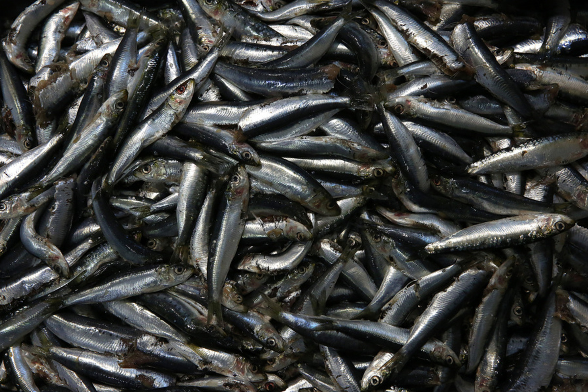 Πειραιάς:  Βρέθηκε ποσότητα – ρεκόρ ακατάλληλων κατεψυγμένων ψαριών